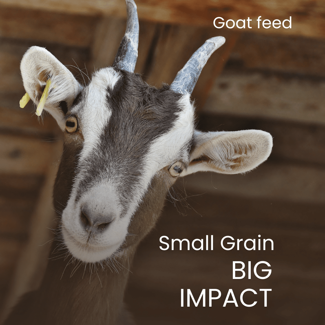 GOAT FEED CATEGORY FOR ANIMAL FEED FACTORY