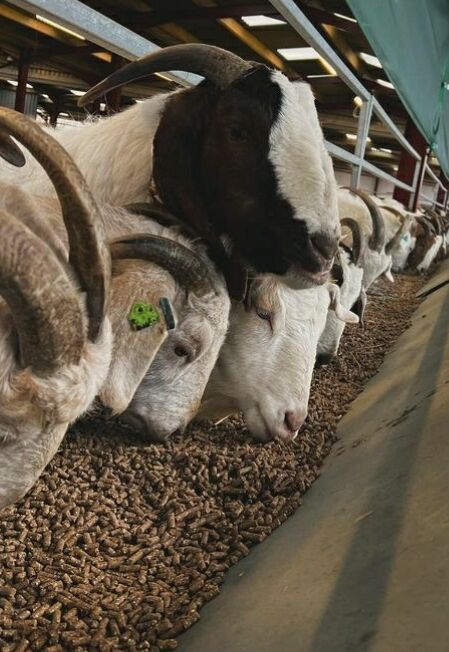 Goat Feed in Jamaica Goat feed for milk and meat herds