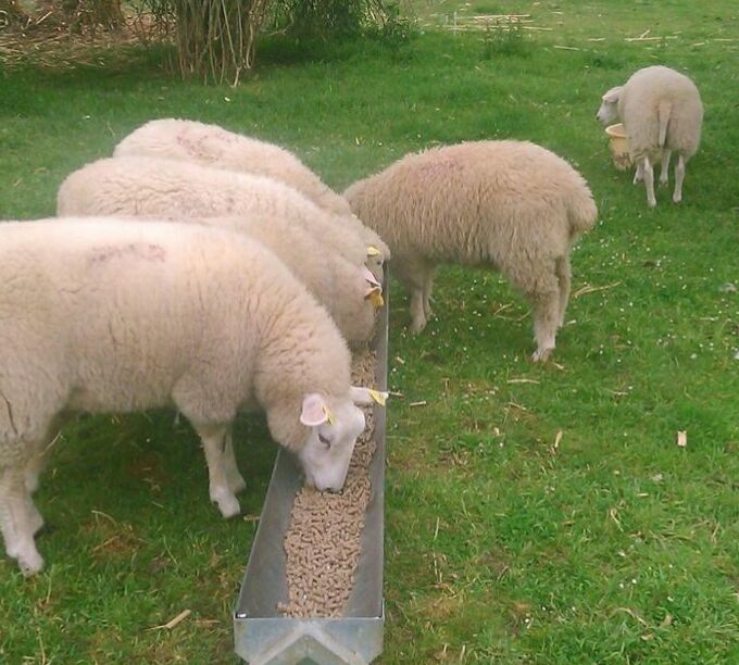 sheep eating animal feed pellets in jamaica